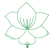Home Magnolia